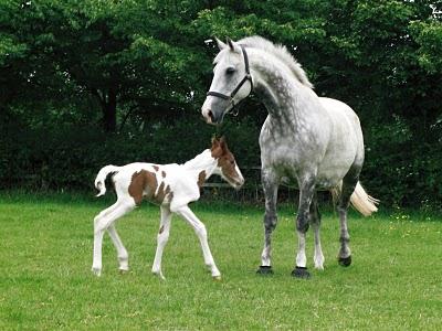 Cosa sogna il cavallo? Marrone, nero, grigio ...