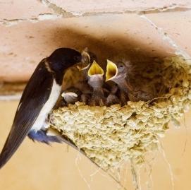 Segni: la rondine è volata in casa - fortunatamente