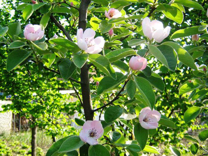 la mela cotogna più deliziosa conserva