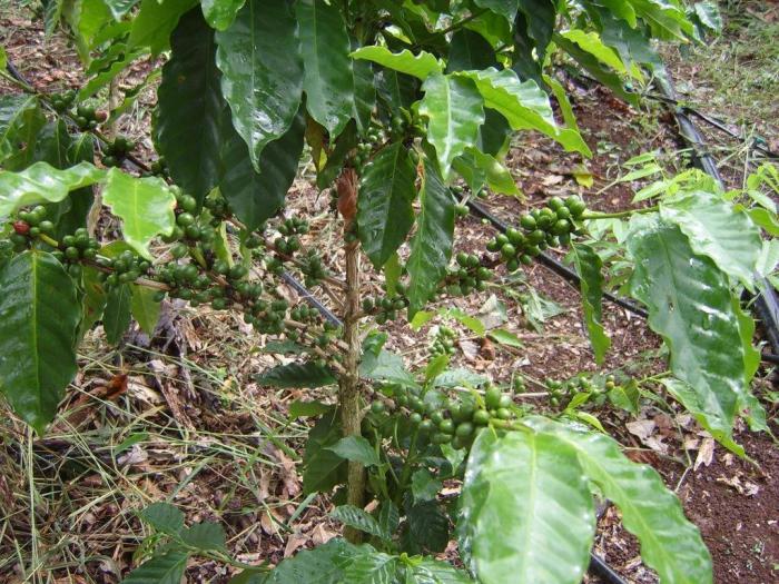 Dove viene coltivato il caffè? Paesi che producono caffè