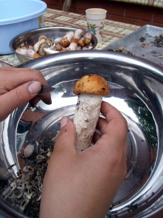 Quanto tempo ci vuole per cucinare i funghi porcini