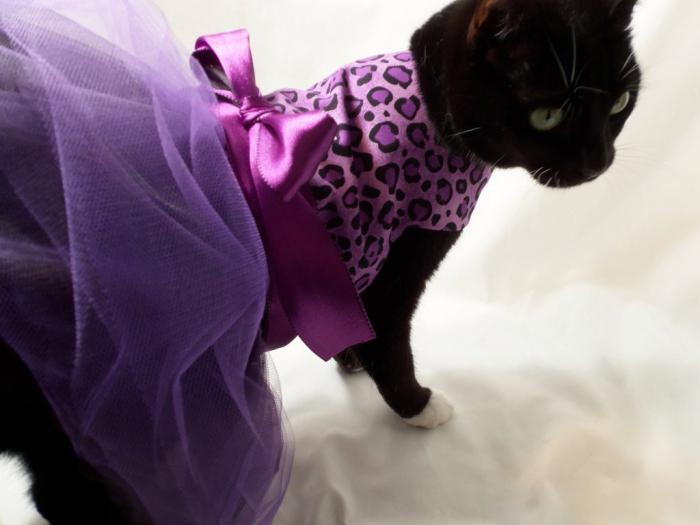 come realizzare vestiti per gatti