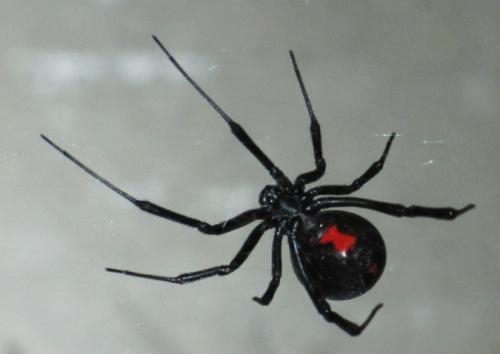 Black Widow. Leggenda e realtà