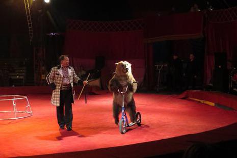 Circo su Dybenko - divertimento per bambini e adulti