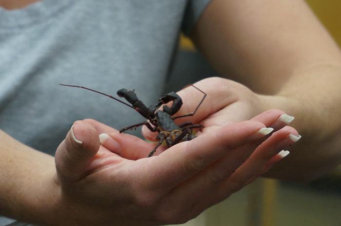 Entomologo - una professione associata allo studio degli insetti. Quanto è importante?