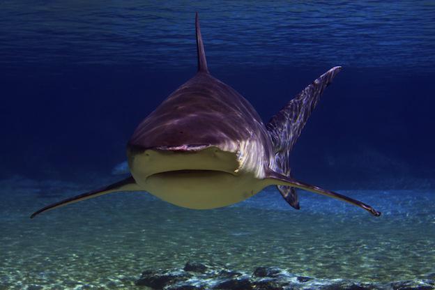 bull Shark: descrizione, stile di vita, nutrizione