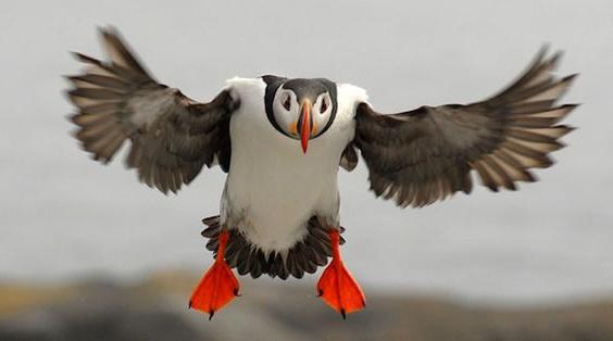 Atlantic vicolo cieco