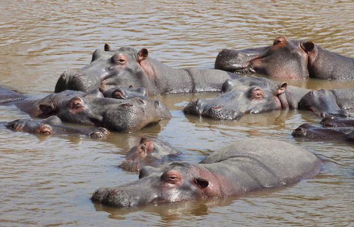 Ippopotamo e ippopotami: differenze e somiglianze di questi mammiferi