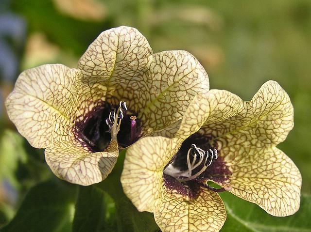 fiore di giusquiamo