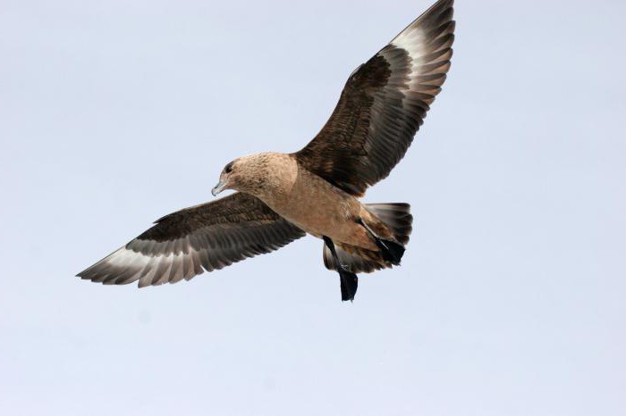 South Polar Skua