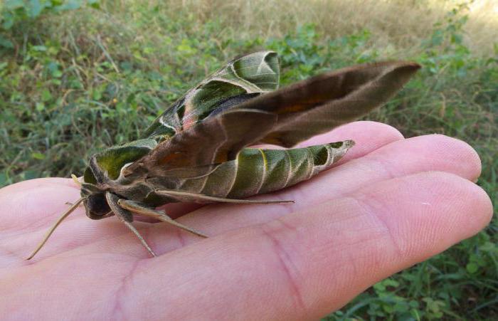 Brazhnik oleandrovy: fatti interessanti, caratteristiche della specie