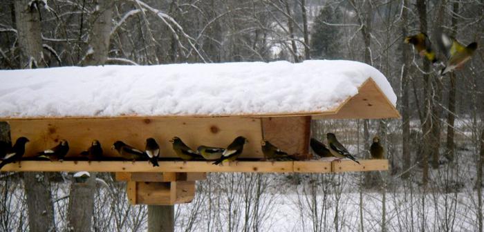 Cosa e come aiutare gli uccelli in inverno