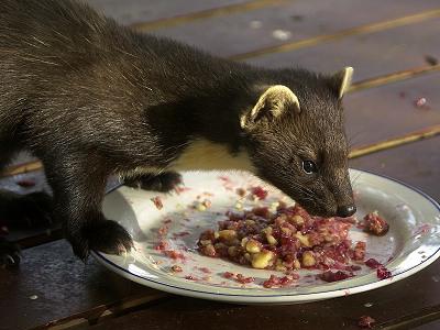 Cosa mangia marten? Cosa mangia la marten in condizioni naturali?