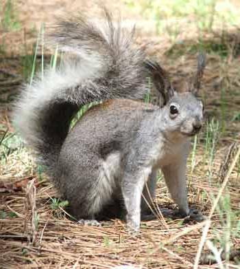 Cosa mangiano gli scoiattoli nelle nostre foreste?