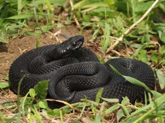 Vipera nera: differenze, caratteristiche e habitat