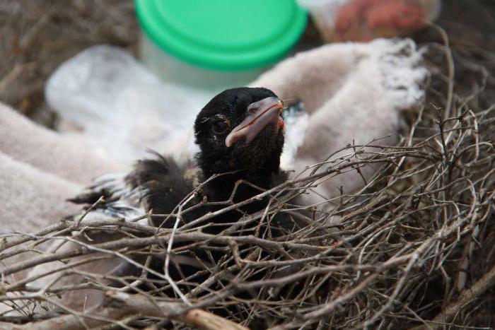 Cosa succederebbe se il pulcino abbandonasse il nido? Come salvare?