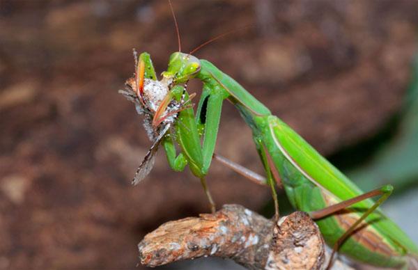 Cosa mangia una mantide in un ambiente naturale?