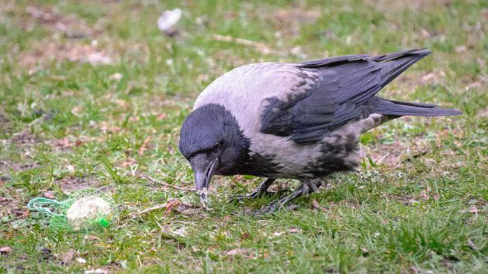 Cosa mangia un corvo in condizioni selvagge e domestiche. Il contenuto di Crow come animale domestico