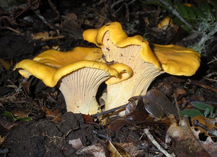 Dove crescono i finferli e come raccogliere questi meravigliosi funghi?