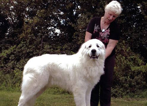 Cane da montagna dei Pirenei