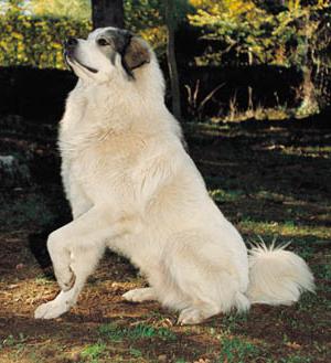 allevare cane da montagna dei Pirenei