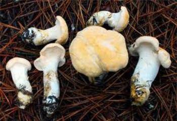 Mushroom blackberry: descrizione e habitat