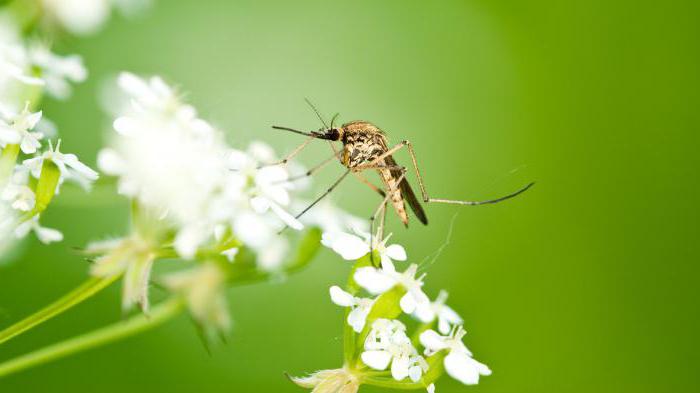 fino a che livello volare mosche e mosche