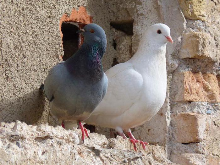 Come distinguere un piccione da una colomba esternamente?