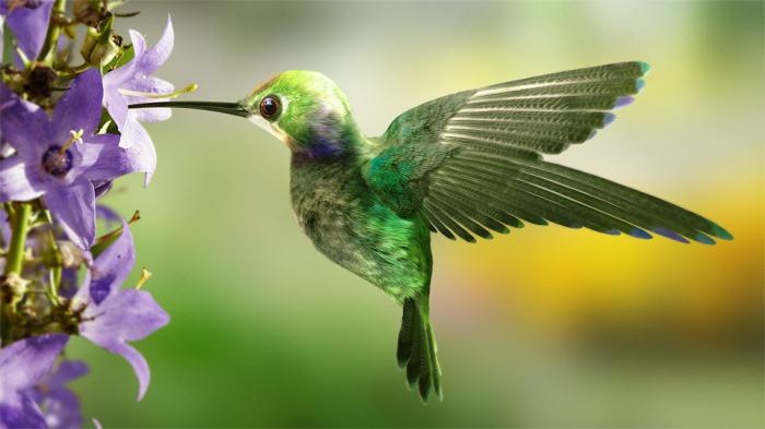 Qual è la velocità massima dei colibrì quando si prende cura di una femmina?