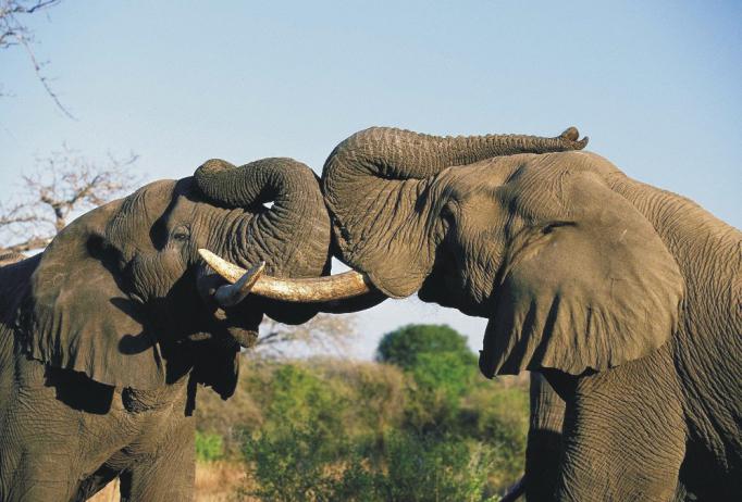 altezza di un elefante africano nelle spalle