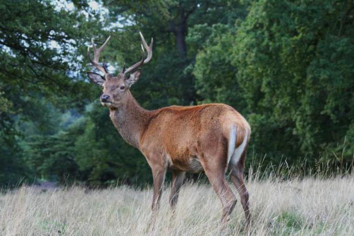 Riserva naturale della biosfera dello stato caucasico IGBU 