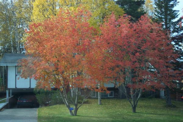 Quando finisce l'albero deciduo? Significato di un foglio di caduta