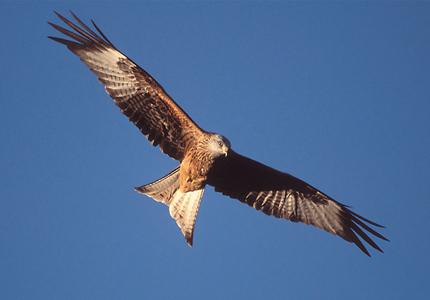 Un aquilone è un uccello freestyle!