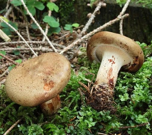 L'insidioso suino di funghi è commestibile: collezionare o no?
