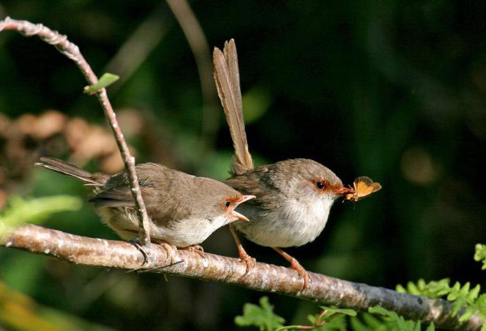 Wren - un uccello con una voce sonora. Aspetto e comportamento dello scricciolo