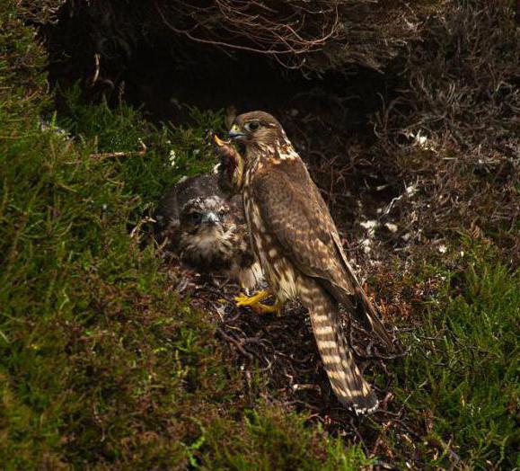 Gyrfalcon - un uccello insolito e resistente