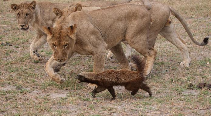 Un orso del miele è un animale predatore. Descrizione della specie e del comportamento