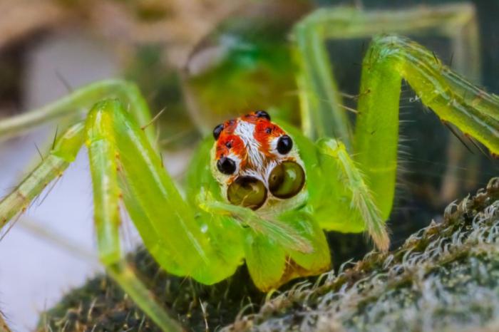 Spider skakunchik foto