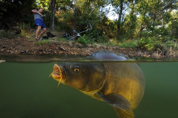  Foto di carpenteria di pesce 