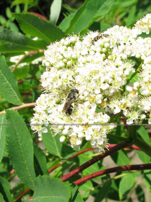 Ashberry ordinario: descrizione, proprietà, area di distribuzione. L'aspettativa di vita di Rowan