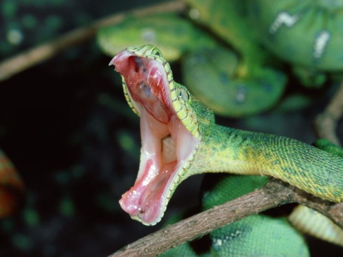 Il serpente più pericoloso - che cos'è?