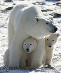 L'orso più grande oggi è bianco