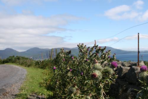 Thistle Symbol of Scotland