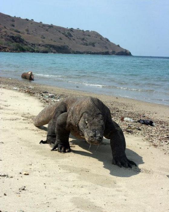 Varana Komodo: descrizione e foto