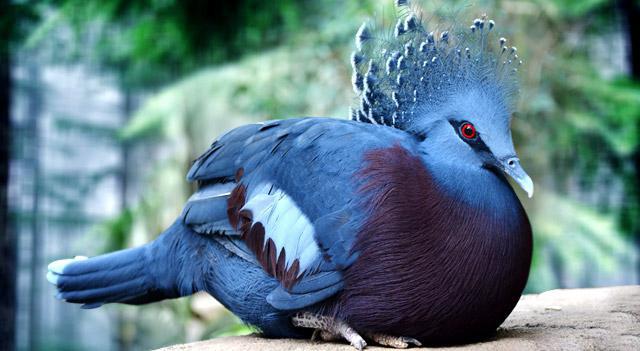 specie di piccioni selvatici foto