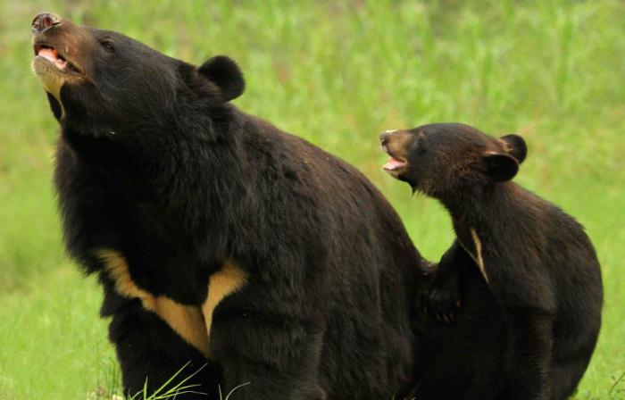 l'aspetto di un orso