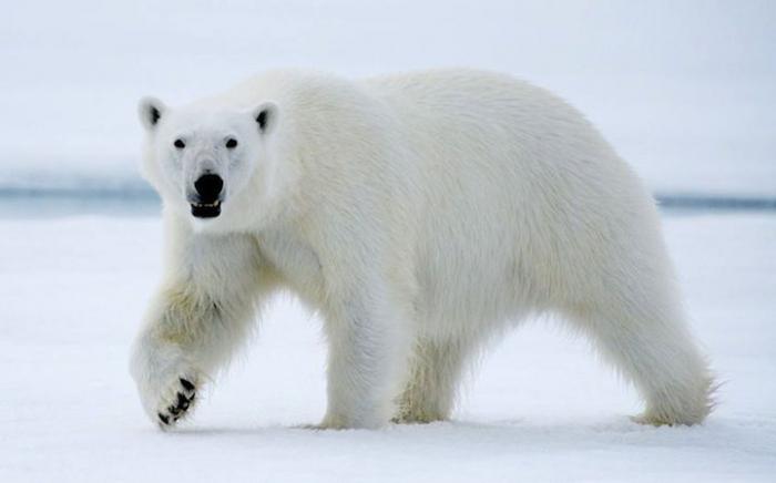 specie di orsi polari