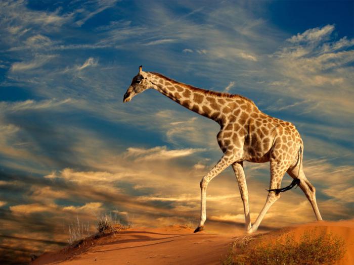 L'altezza della giraffa, compreso il collo e la testa. Crescita della giraffa