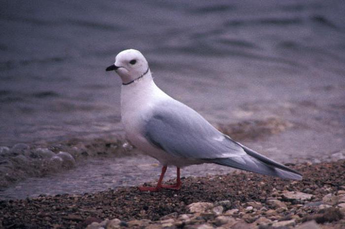 stato natura riserva porneica