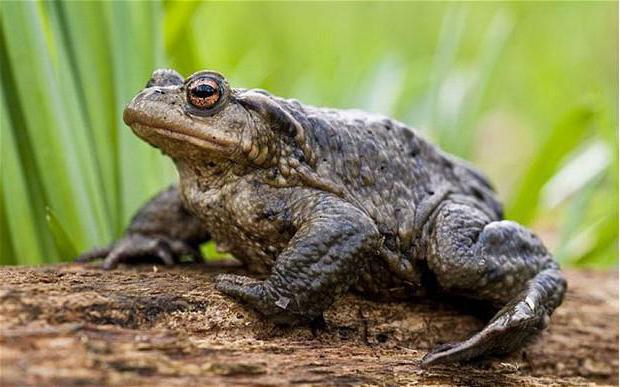 Un rospo di terra è un anfibio con una cattiva reputazione. È così?